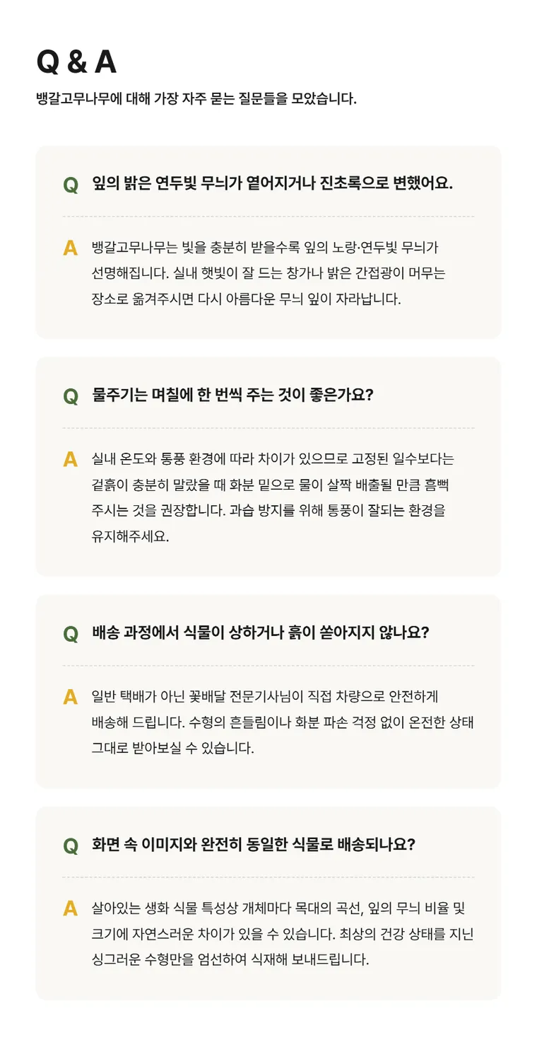 뱅갈고무나무 T — 상품 상세