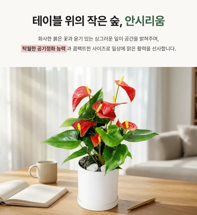 안시리움 T — 상품 상세
