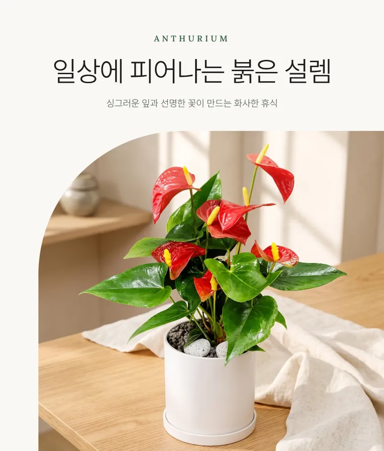 안시리움 T — 상품 상세