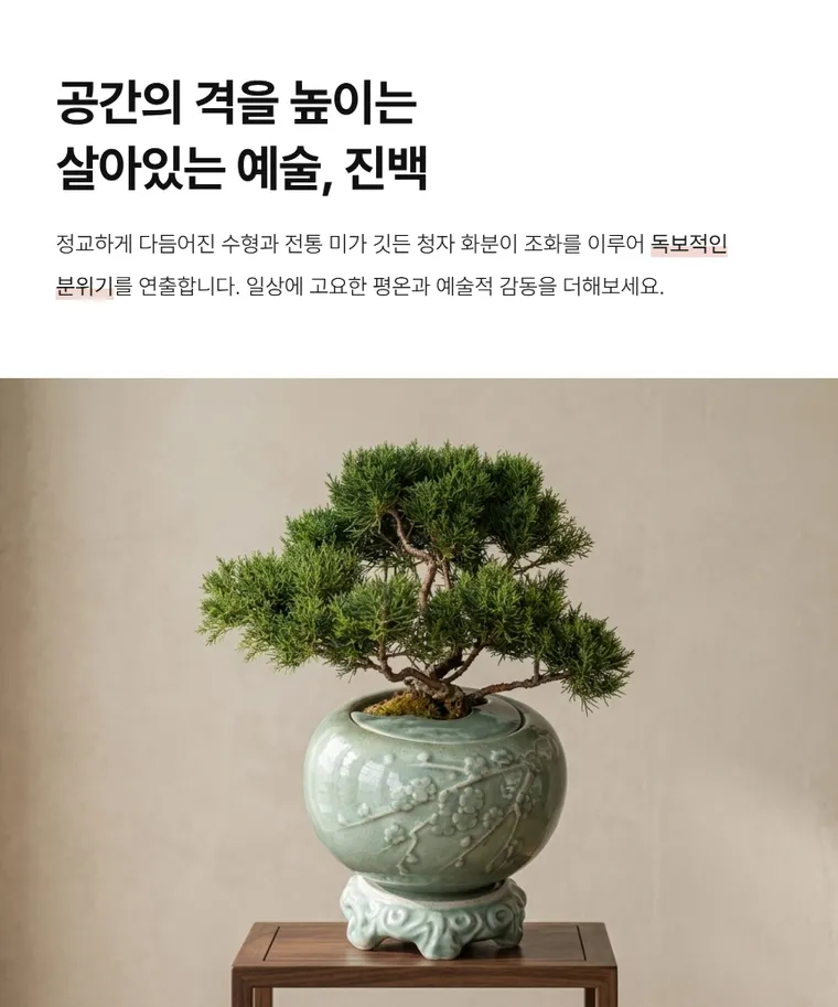 Bonsai bách xù B — Hình chi tiết