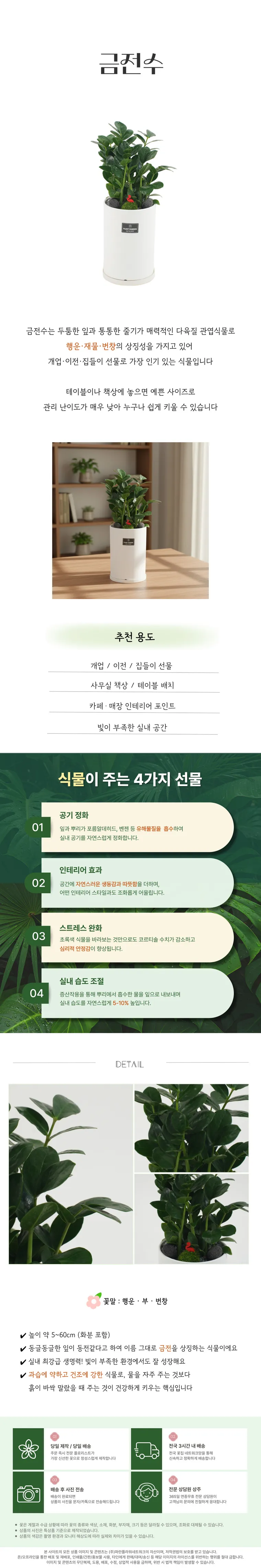 ZZ Plant — Detail images