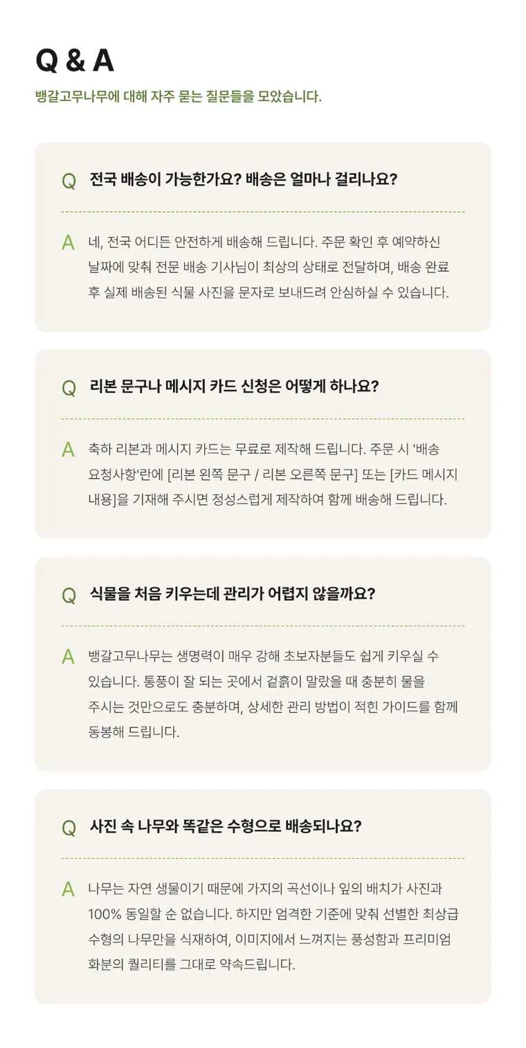 뱅갈고무나무 — 상품 상세