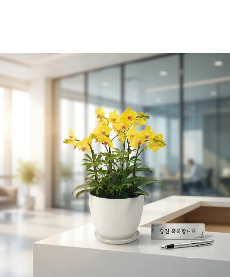 Lan hồ điệp Golden King — Hình chi tiết