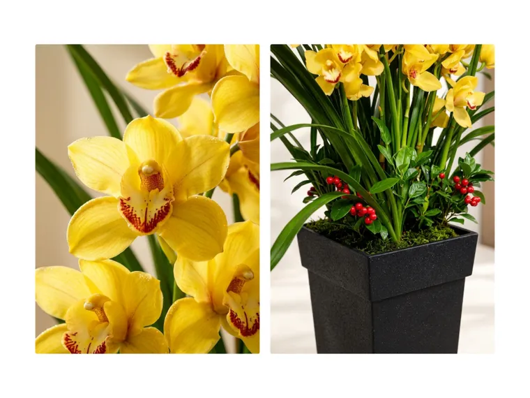 Lan Cymbidium — Hình chi tiết