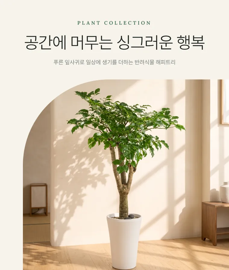 Cây hạnh phúc A — Hình chi tiết