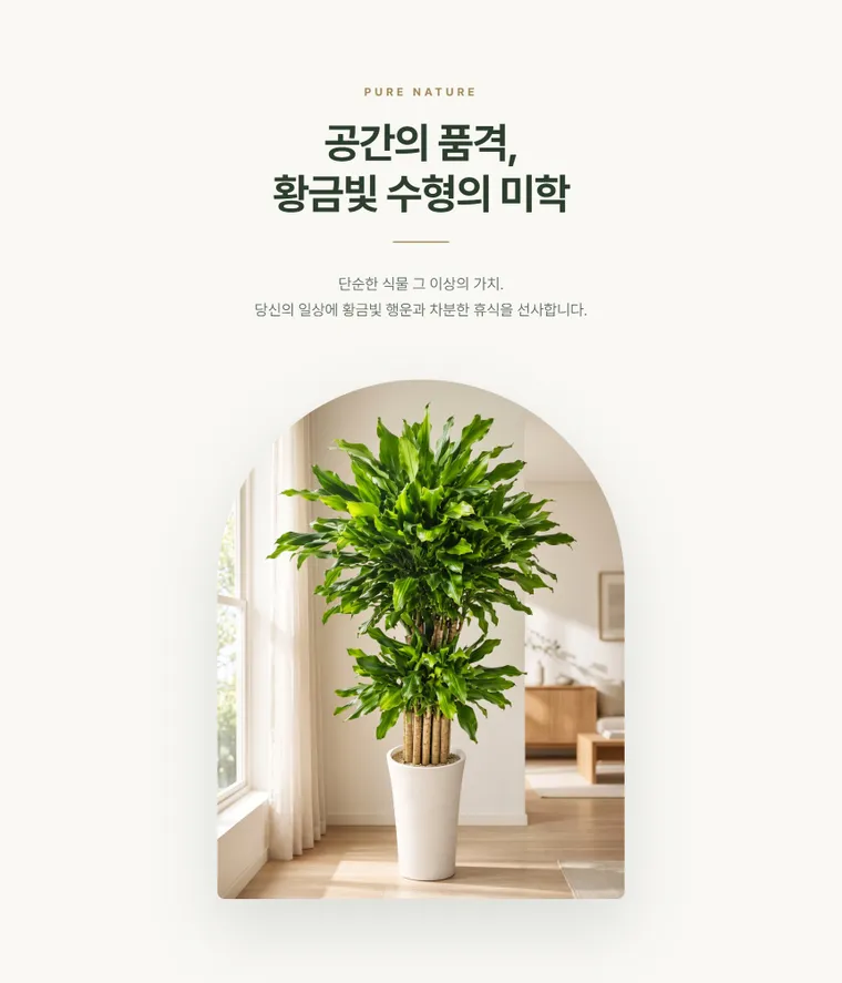 황금죽 A — 상품 상세