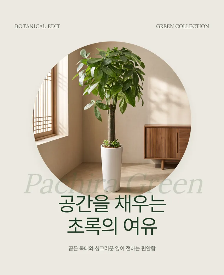 파키라 A — 상품 상세