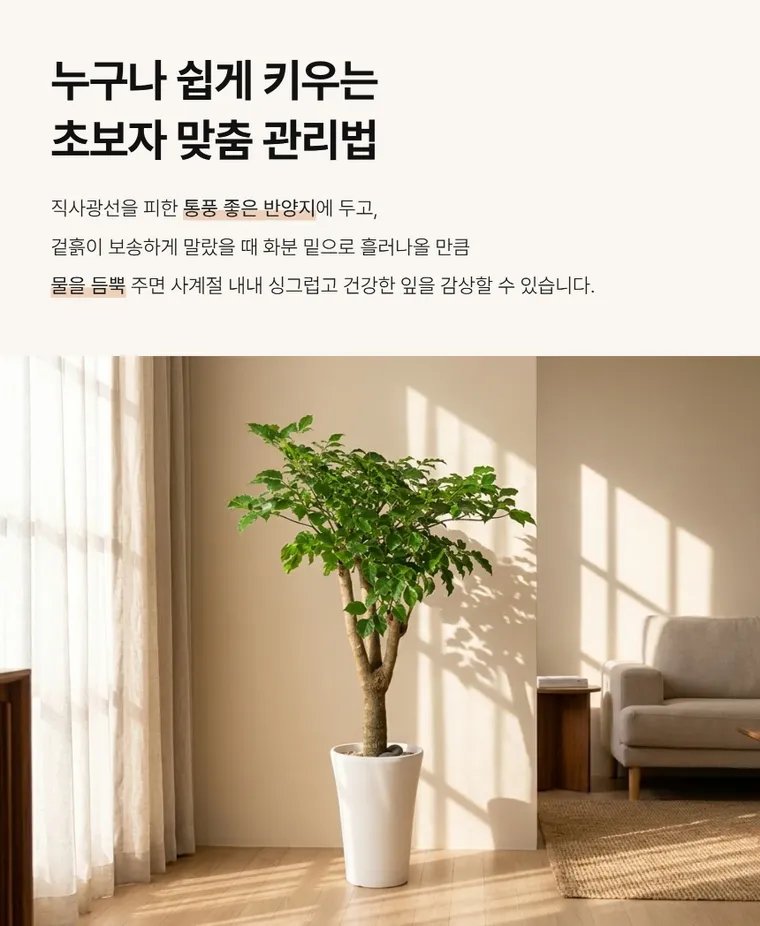 Cây hạnh phúc A — Hình chi tiết