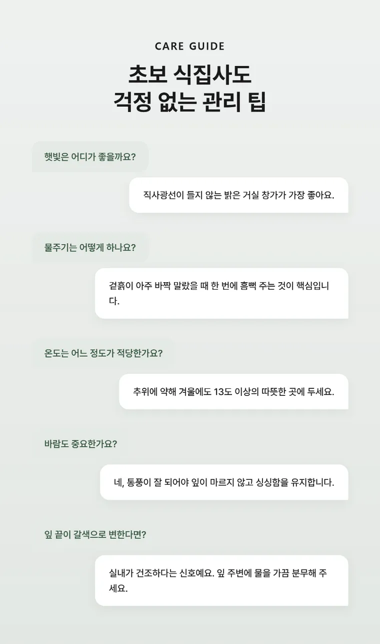 龙血树 B — 详情图