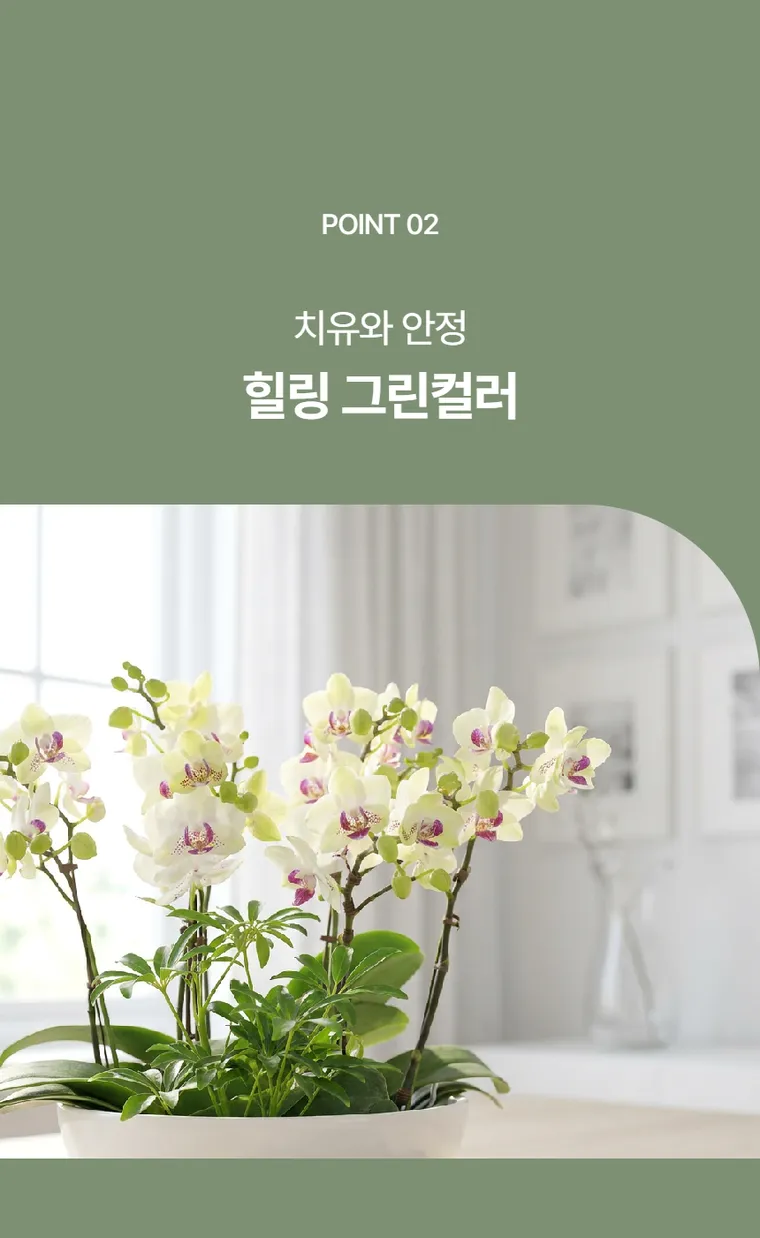 Lan hồ điệp Green Bear — Hình chi tiết