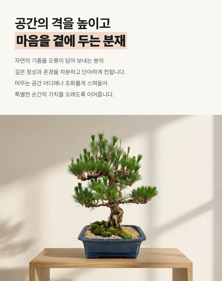 소나무분재 C — 상품 상세