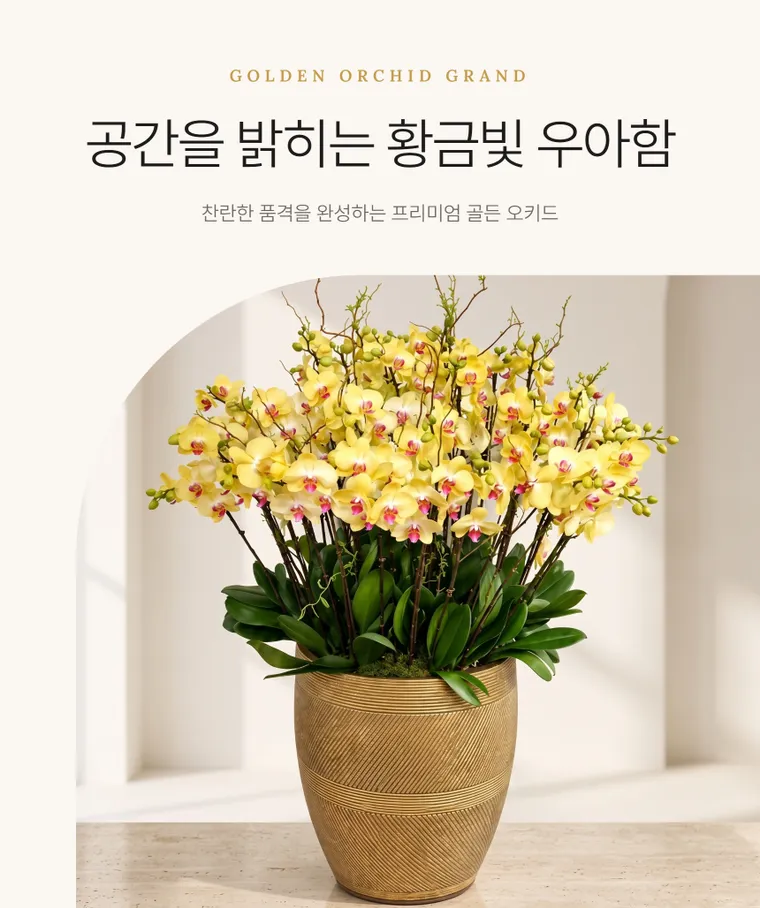 골든 오키드 그랑 — 상품 상세