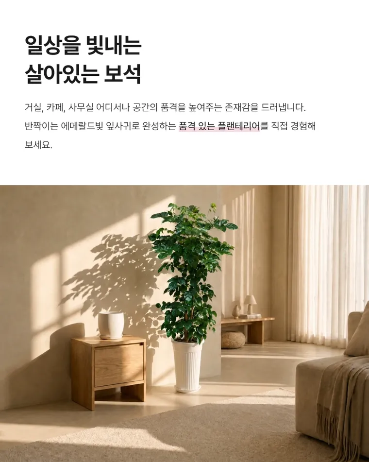 녹보수 C — 상품 상세