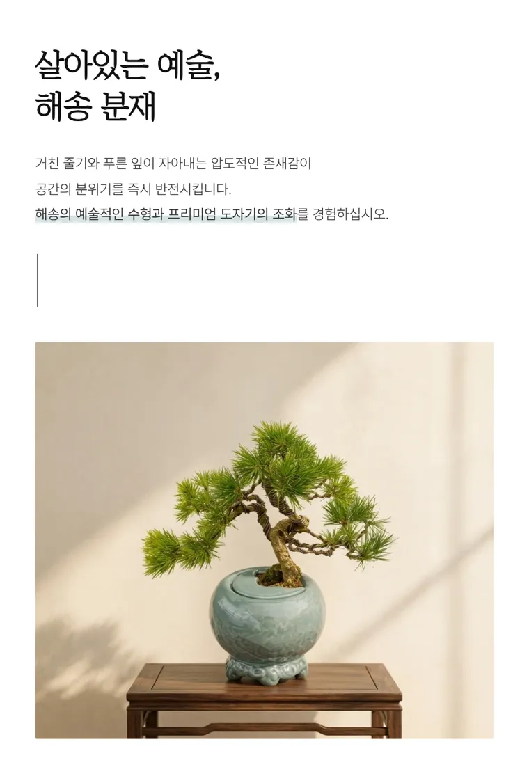 黑松盆景 A — 详情图