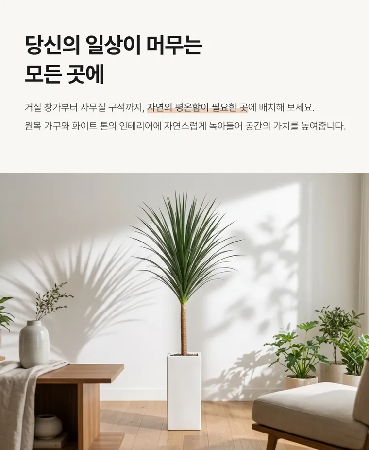 龙血树 B — 详情图