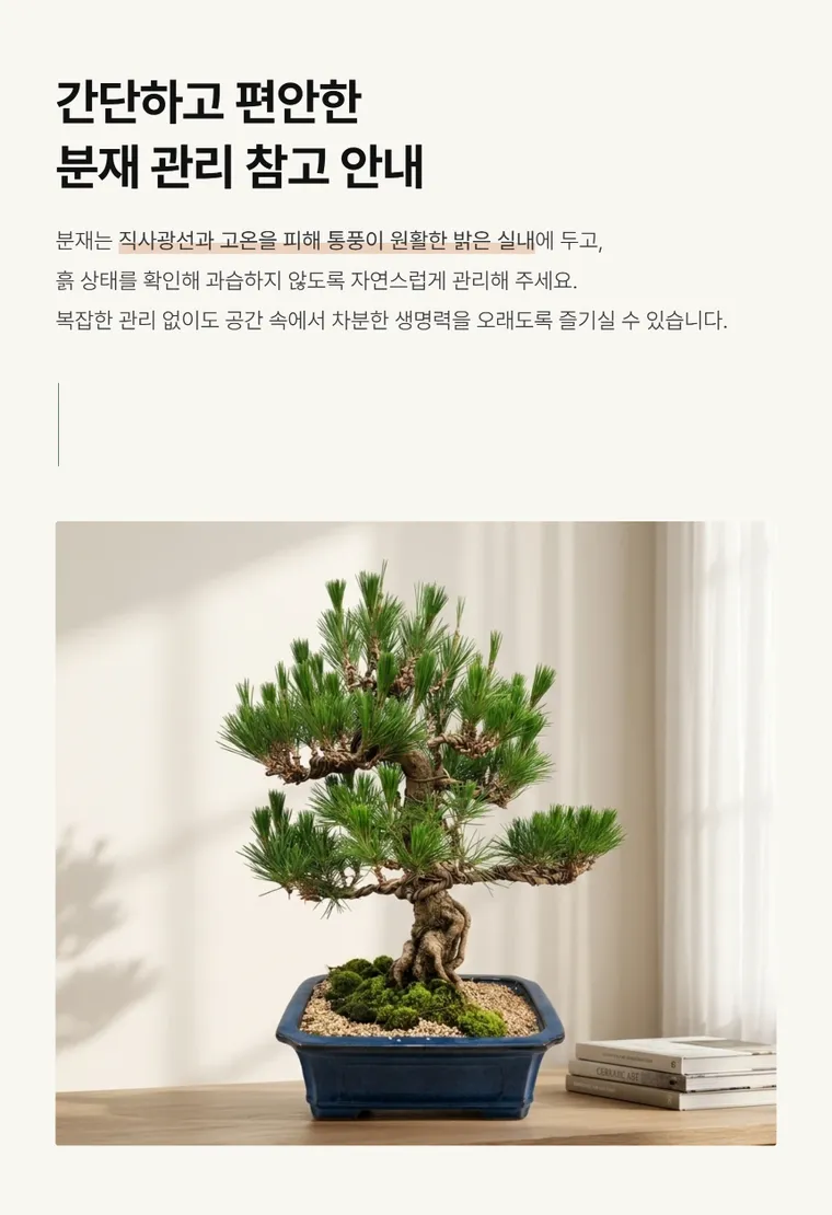 소나무분재 C — 상품 상세