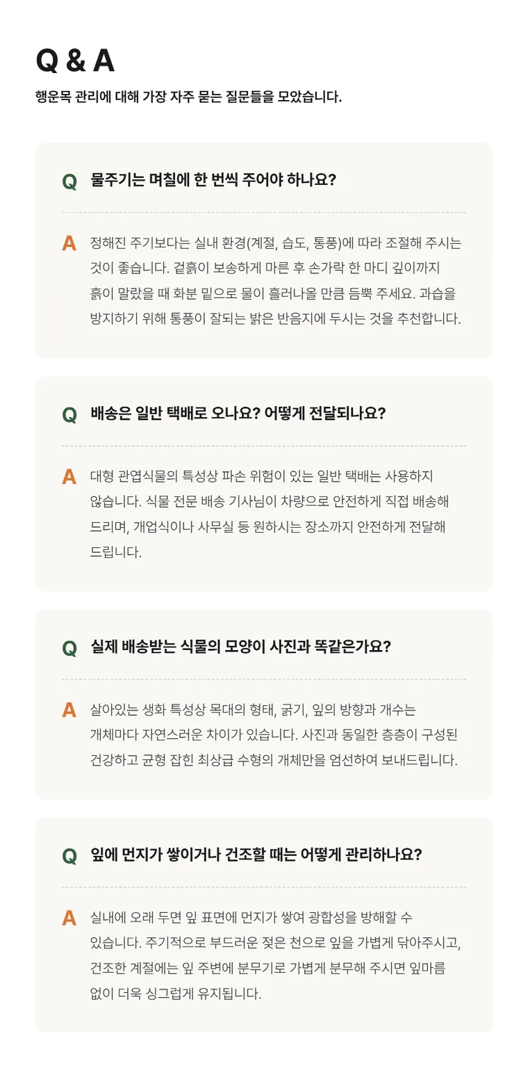 행운목 B — 상품 상세