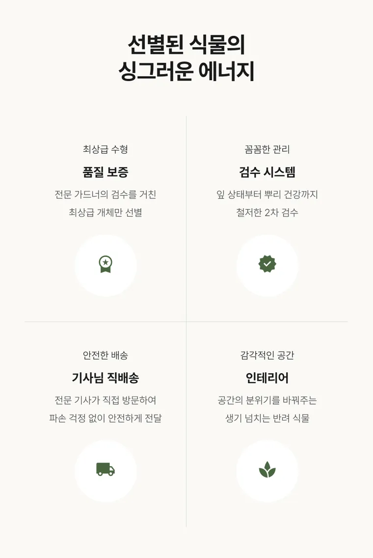 Ginseng FicusB — Detail images