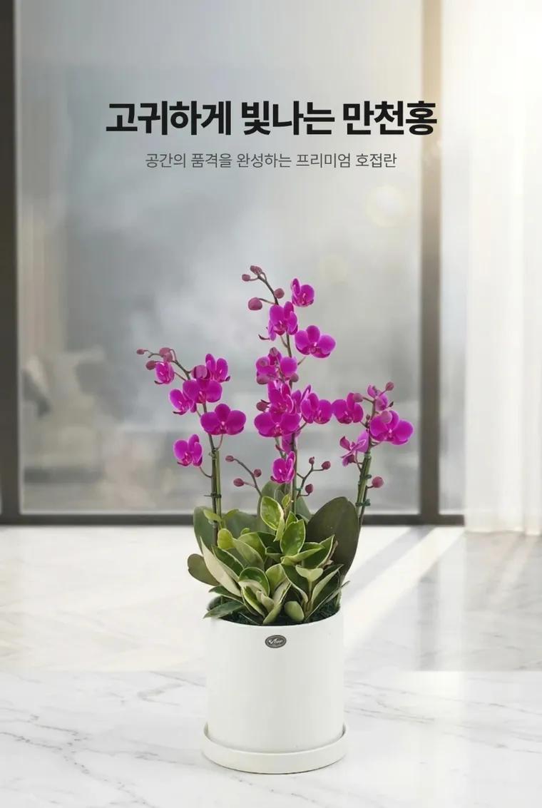 만천홍 B — 상품 상세
