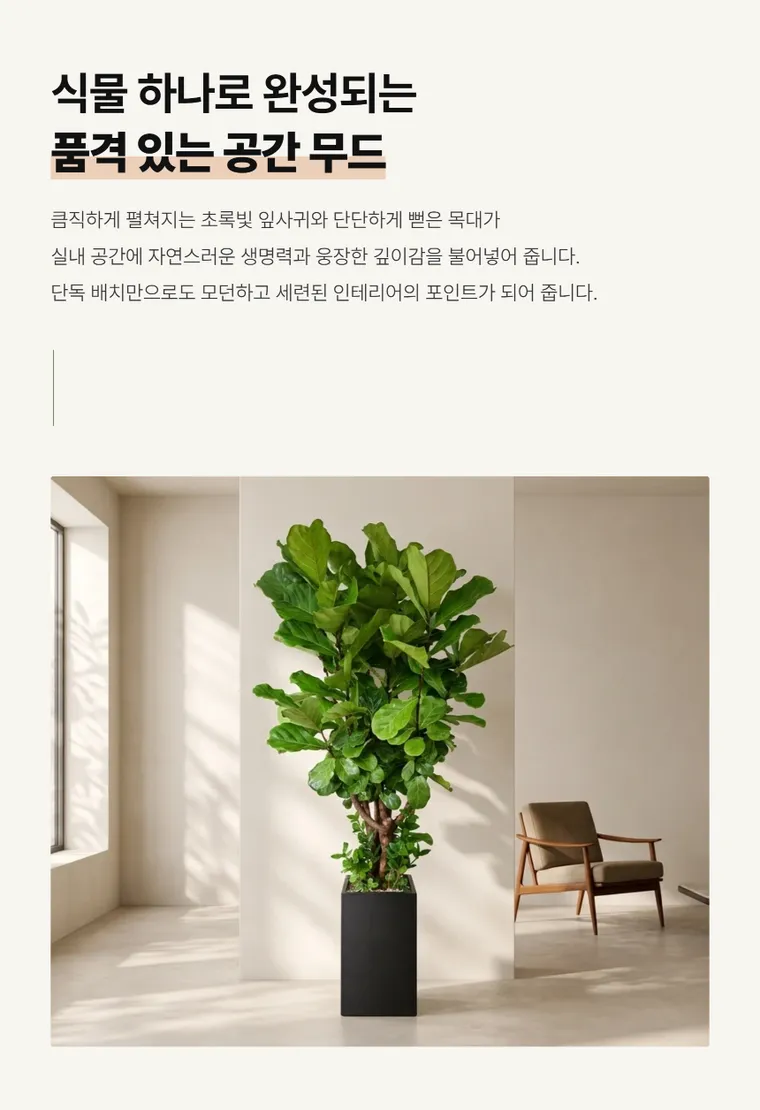떡갈고무나무 A — 상품 상세