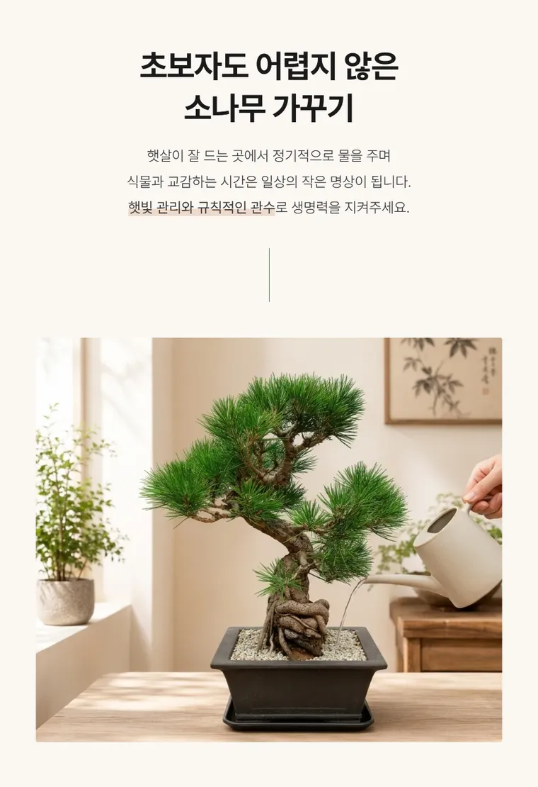 소나무분재 B — 상품 상세