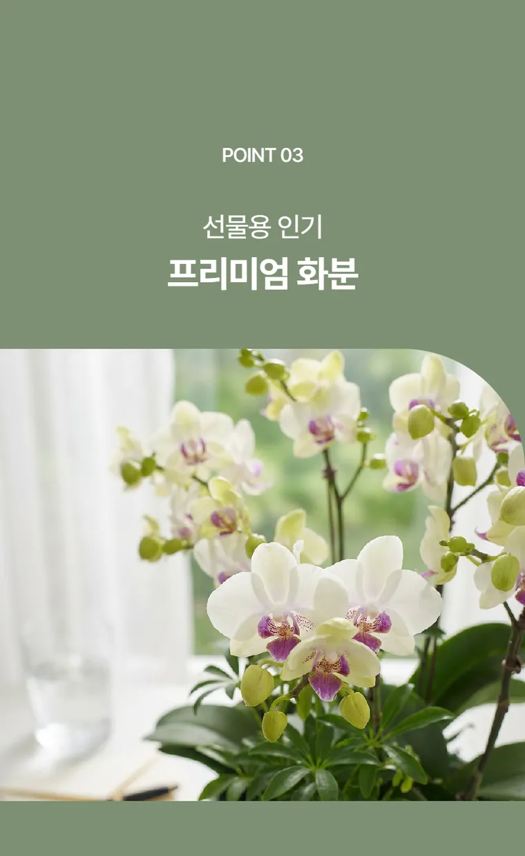 Lan hồ điệp Green Bear — Hình chi tiết