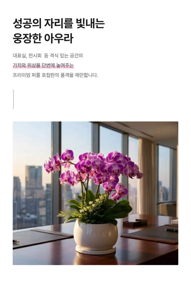호접란(퍼플) — 상품 상세