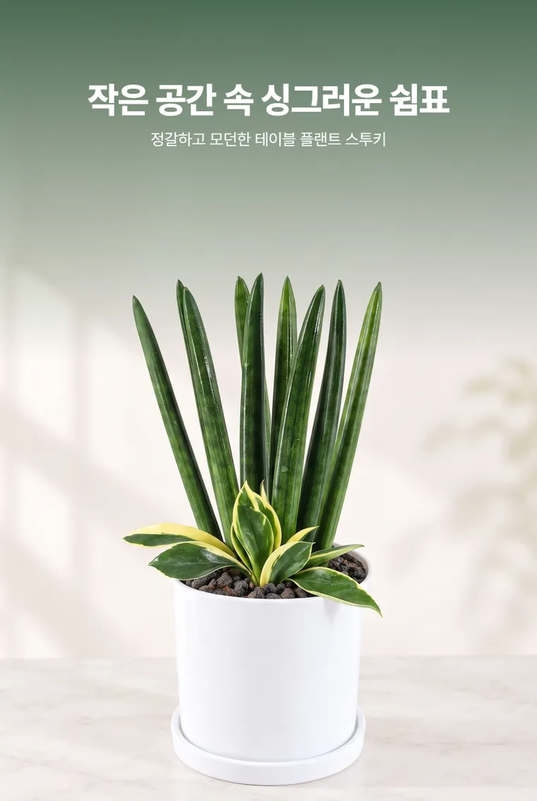 Cylindrical Snake Plant T — Detail images
