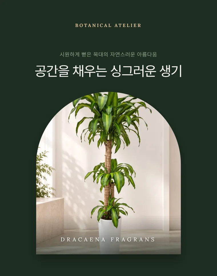 행운목 B — 상품 상세