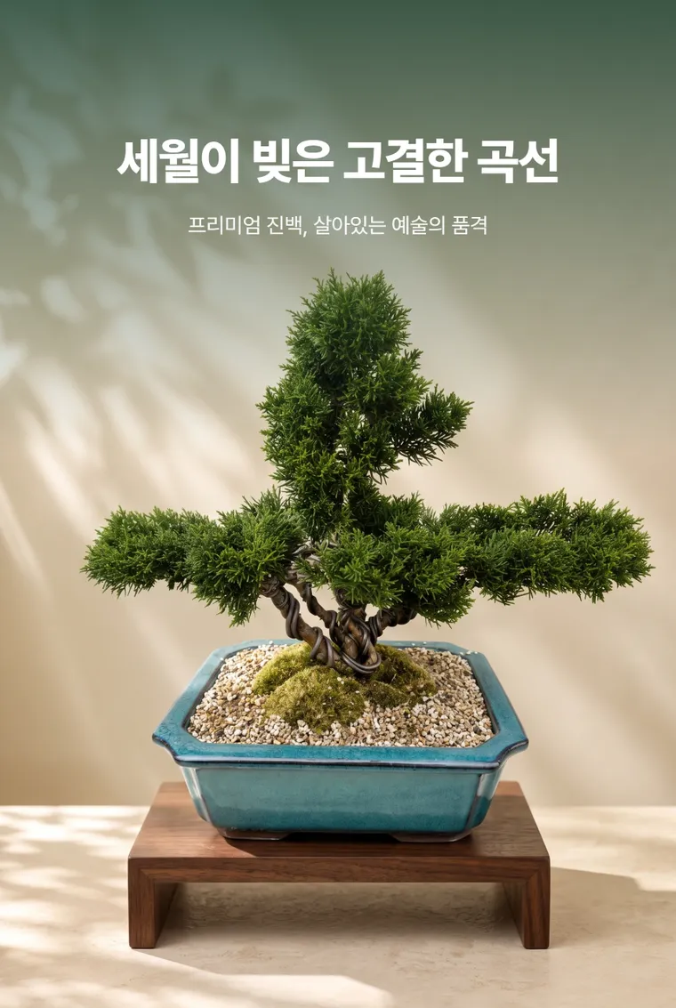 Bonsai bách xù A — Hình chi tiết