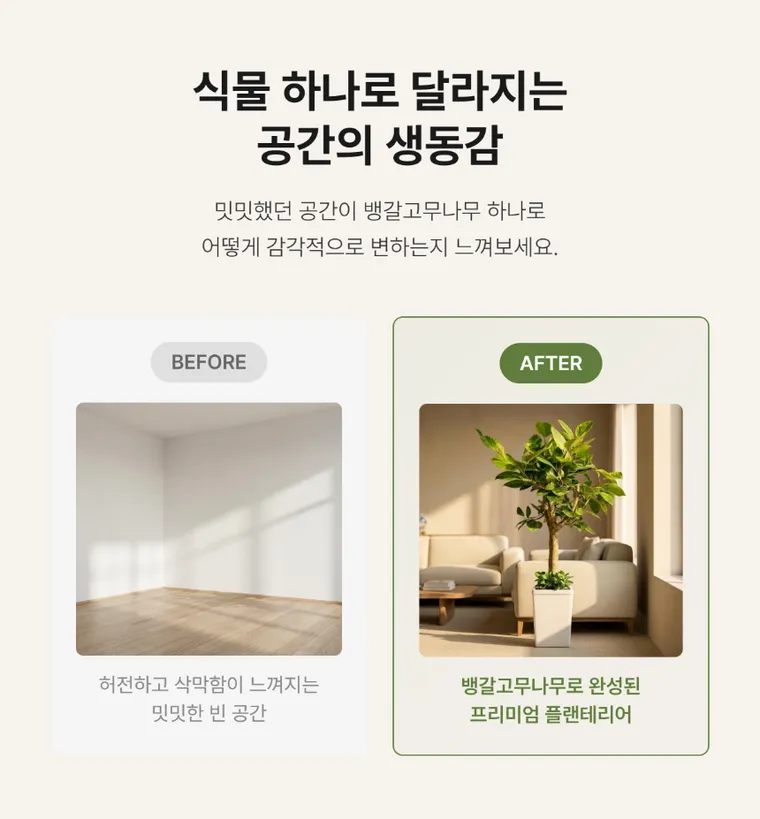 뱅갈고무나무 — 상품 상세