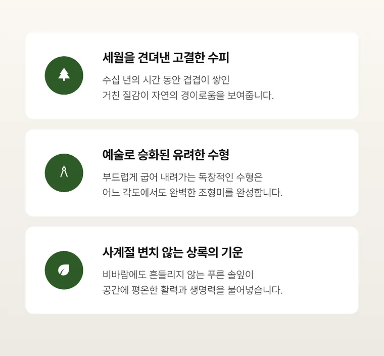 소나무분재 B — 상품 상세
