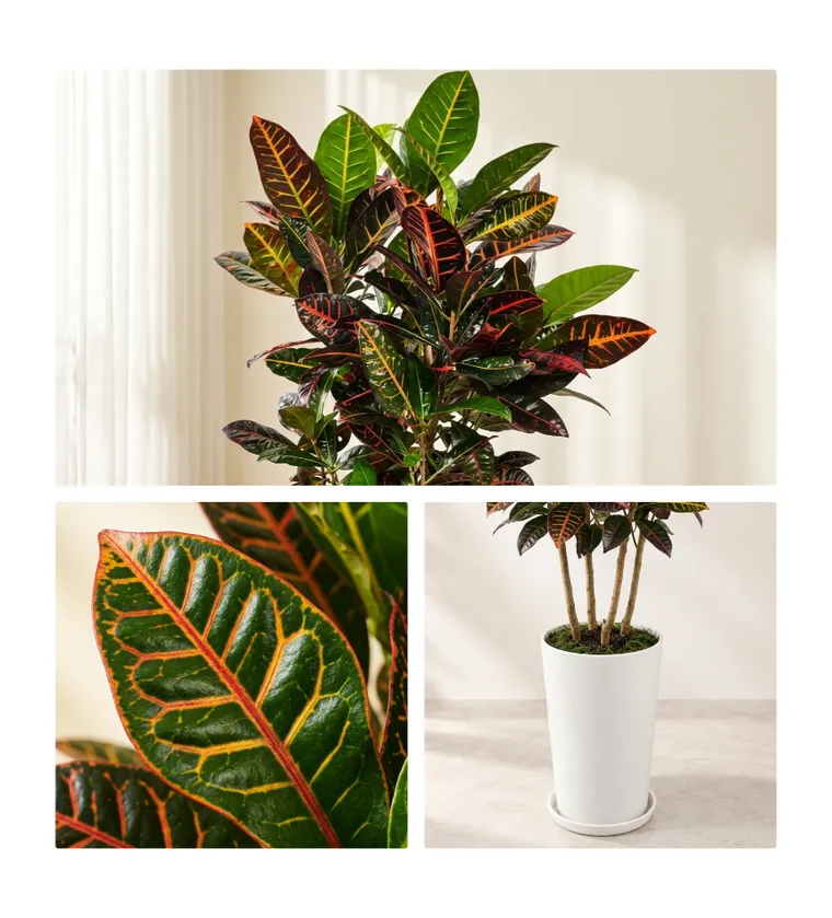 Croton B — Detail images