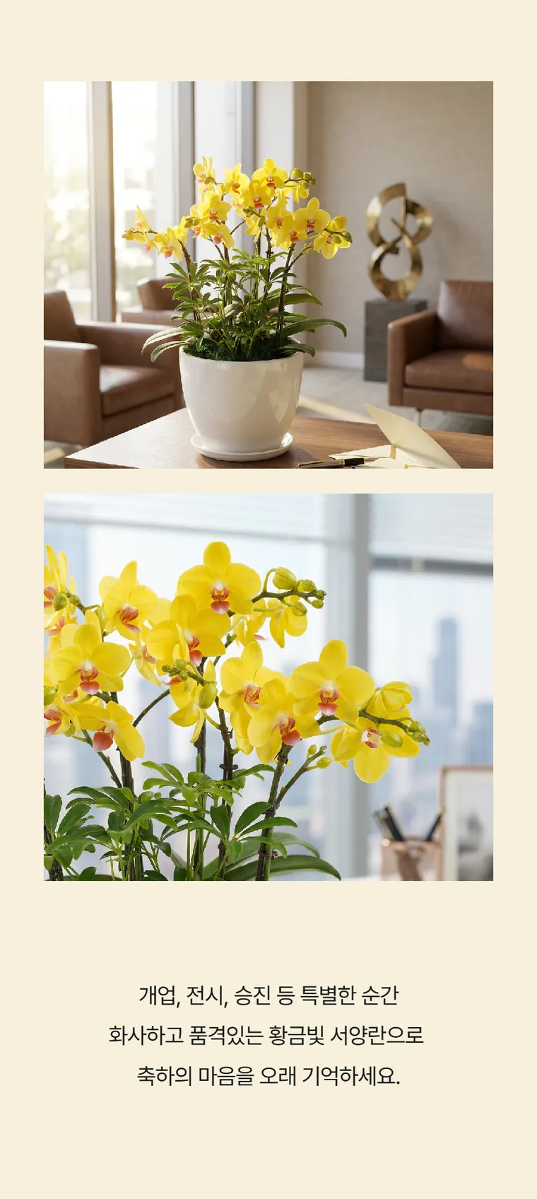 Lan hồ điệp Golden King — Hình chi tiết