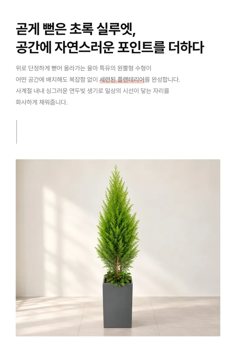 율마 — 상품 상세