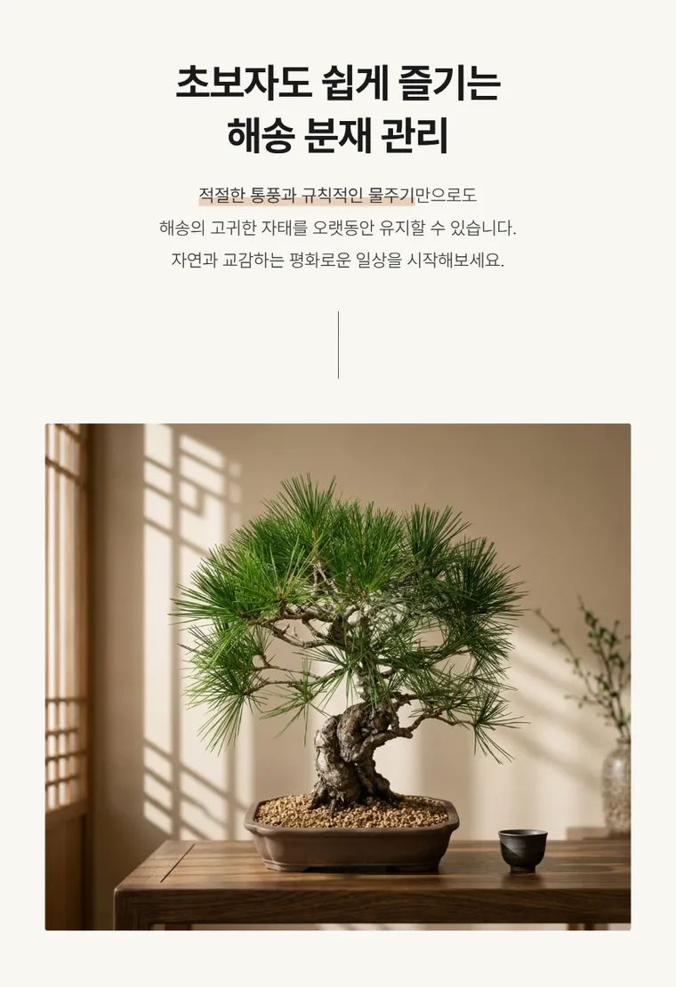 黒松盆栽 B — 詳細画像