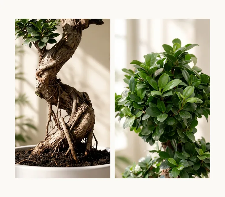 Ginseng FicusB — Detail images