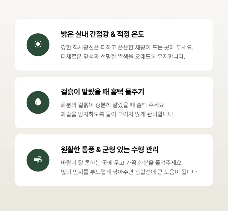 크로톤 A — 상품 상세