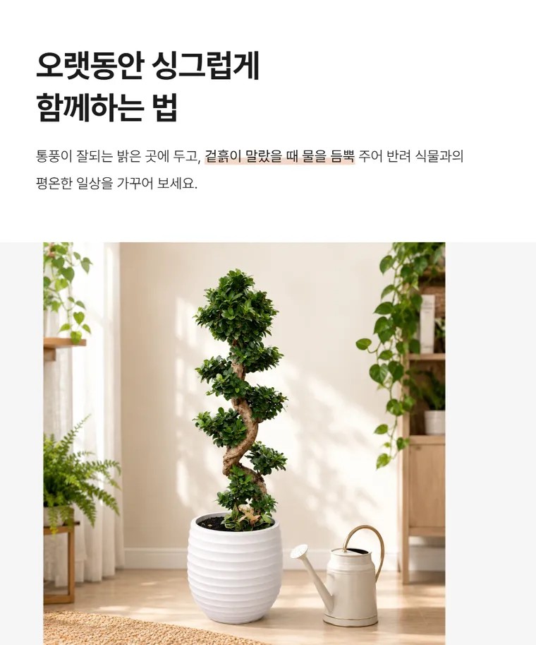 Ginseng FicusB — Detail images