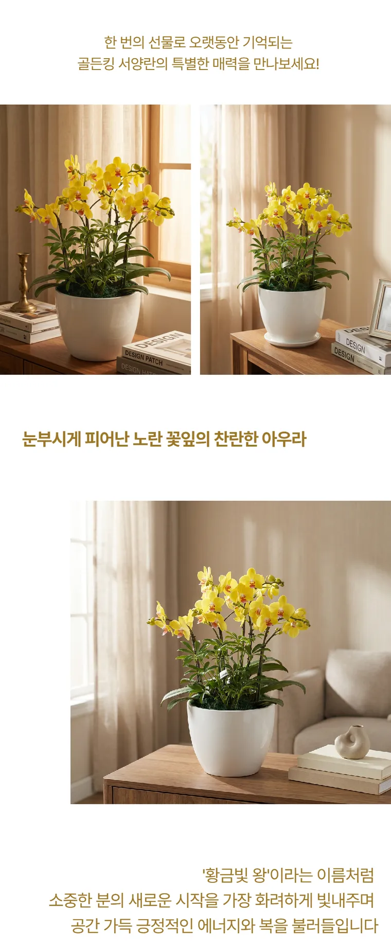Lan hồ điệp Golden King — Hình chi tiết