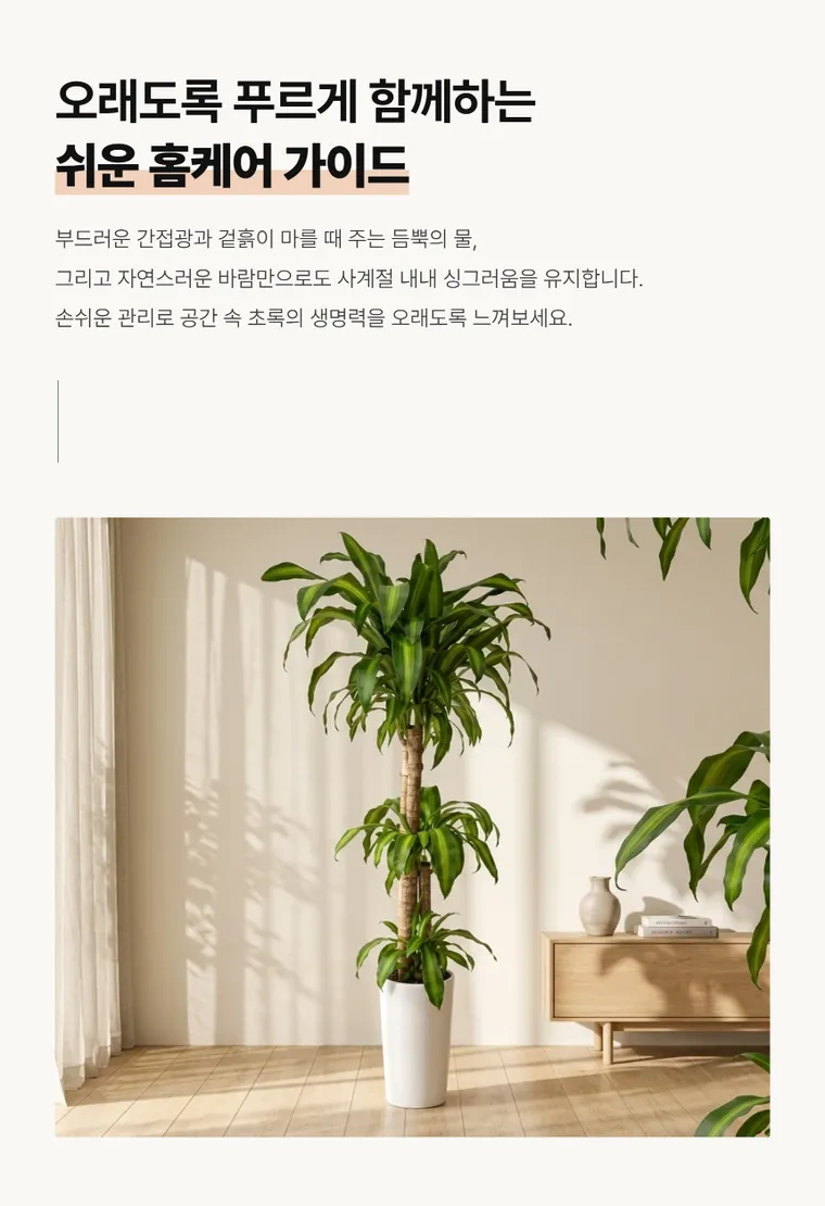 행운목 B — 상품 상세