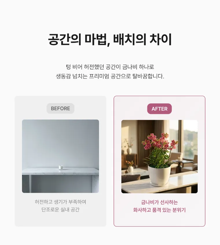 금나비 — 상품 상세