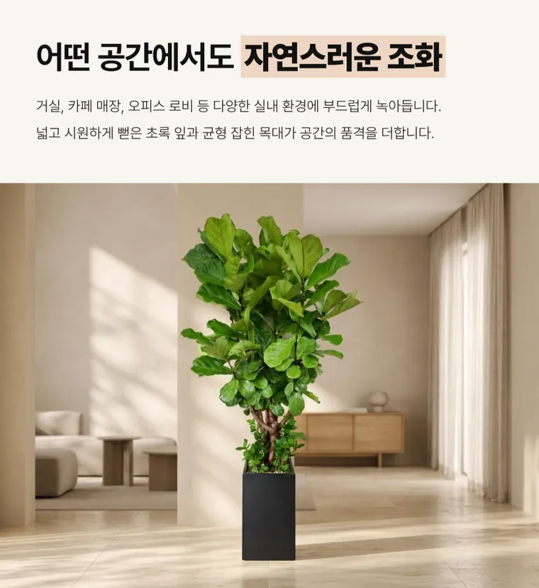 떡갈고무나무 A — 상품 상세