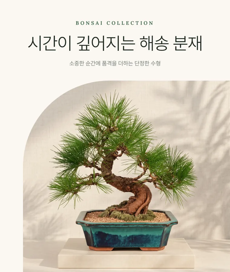 해송 C — 상품 상세