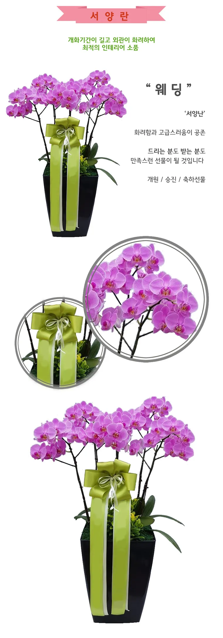 Lan hồ điệp Wedding3 — Hình chi tiết