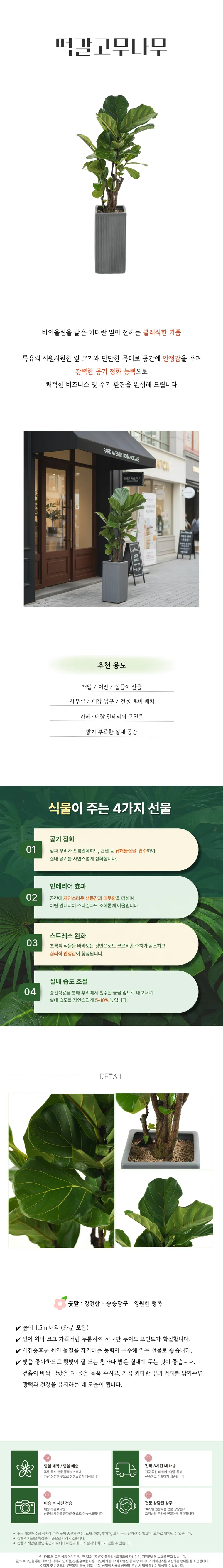떡갈고무나무 B — 상품 상세