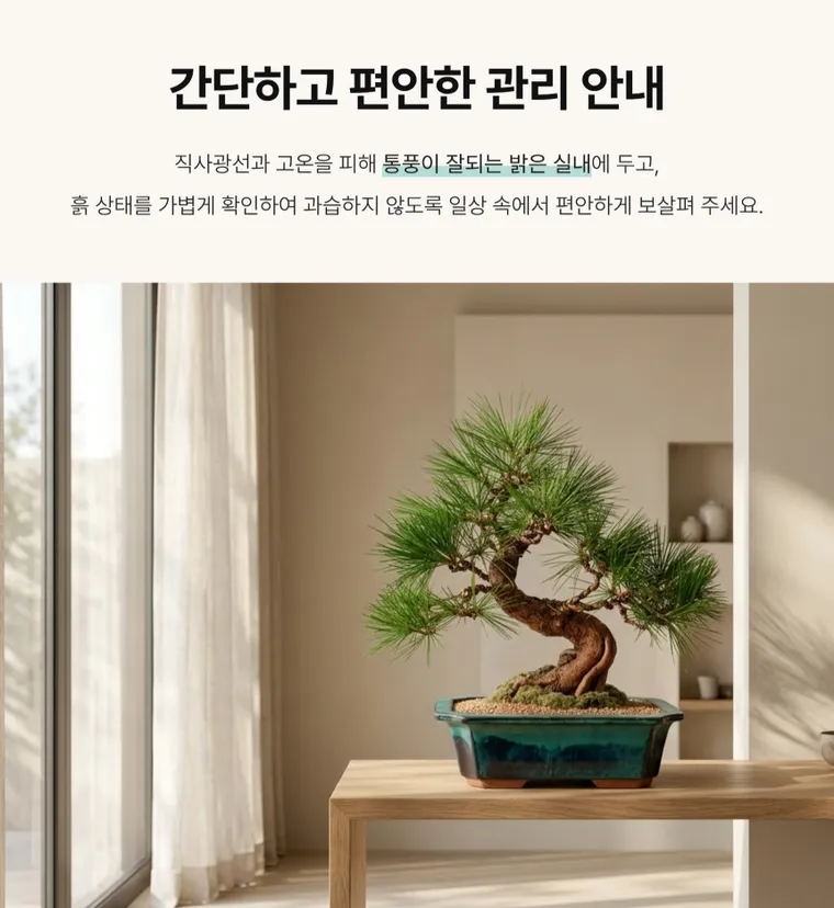 해송 C — 상품 상세