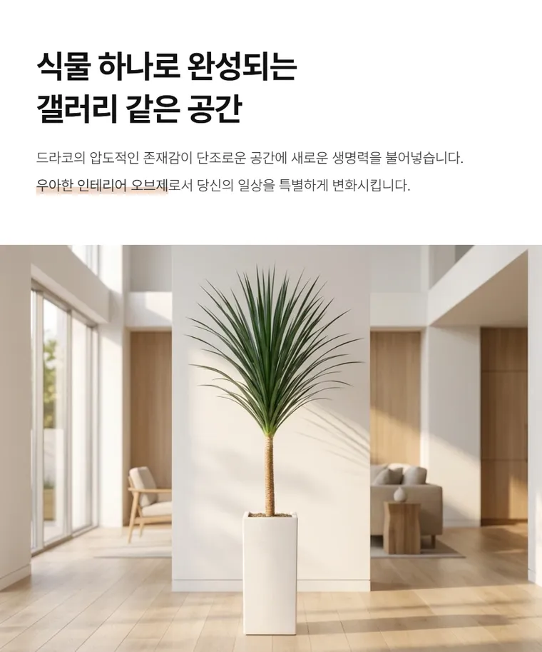 龙血树 B — 详情图