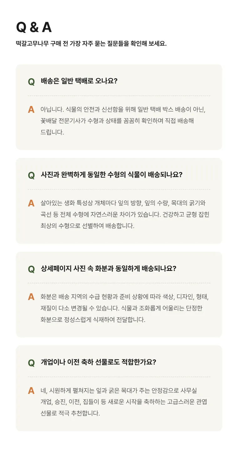 떡갈고무나무 A — 상품 상세