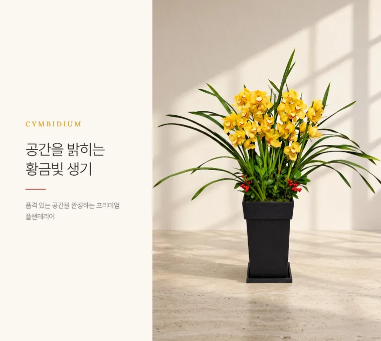 Lan Cymbidium — Hình chi tiết